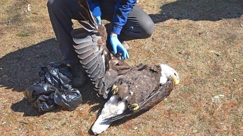 dead eagle, 2021.jpg